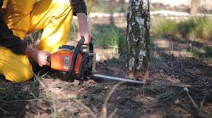 Trusted Lebanon, PA Tree Removal Experts